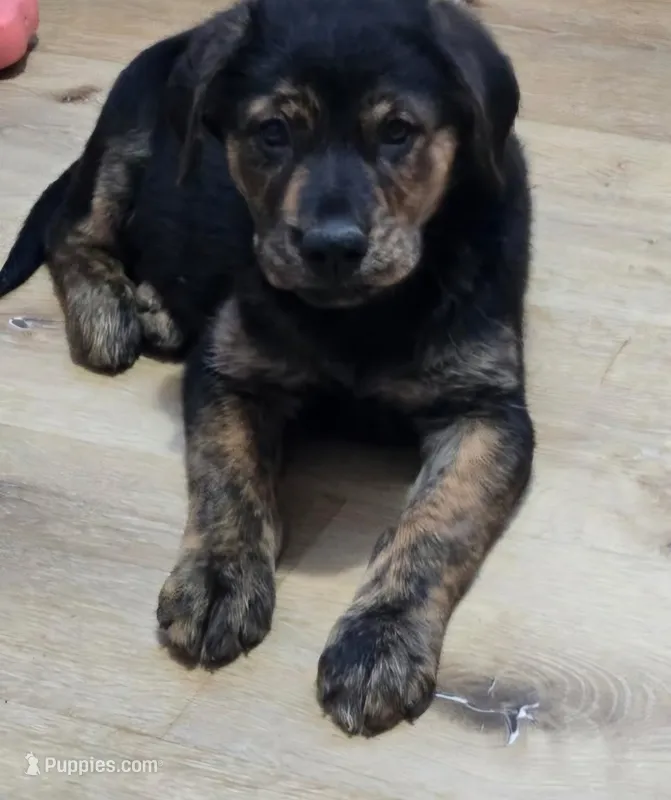 Brookie – German Shepherd Dog, Golden Retriever puppy for sale in Tracy, MN
