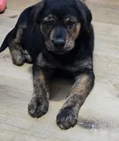Brookie, a female German Shepherd Dog and Golden Retriever for sale in Tracy, MN – 1 of 1