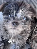 Handsome -parti-teacup   , a male Yorkshire Terrier for sale in Marana, AZ – 5 of 8