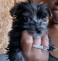 Boy 1, a male Yorkshire Terrier for sale in Marana, AZ – 2 of 3