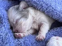 Girl 1, a female Yorkshire Terrier for sale in Marana, AZ – 3 of 5