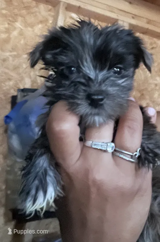 Boy 1 – Yorkshire Terrier puppy for sale in Marana, AZ