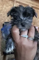 Boy 1, a male Yorkshire Terrier for sale in Marana, AZ – 1 of 3