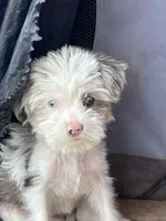  Cho cho Tea Cup Parti, a female Yorkshire Terrier for sale in Marana, AZ – 8 of 9