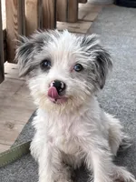 Pretty girl parti , a female Yorkshire Terrier for sale in Marana, AZ – 10 of 10