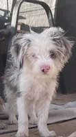  Cho cho Tea Cup Parti, a female Yorkshire Terrier for sale in Marana, AZ – 9 of 9