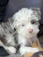  Cho cho Tea Cup Parti, a female Yorkshire Terrier for sale in Marana, AZ – 9 of 9