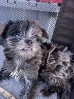 Handsome -parti-teacup   , a male Yorkshire Terrier for sale in Marana, AZ – 6 of 8