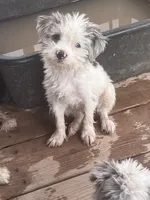 Pretty girl parti , a female Yorkshire Terrier for sale in Marana, AZ – 7 of 10
