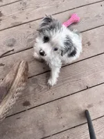 Pretty girl parti , a female Yorkshire Terrier for sale in Marana, AZ – 8 of 10
