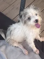 Pretty girl parti , a female Yorkshire Terrier for sale in Marana, AZ – 9 of 10