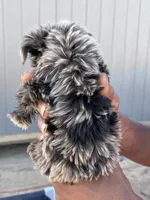 Handsome -parti-teacup   , a male Yorkshire Terrier for sale in Marana, AZ – 3 of 8