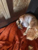 Girl 1, a female Yorkshire Terrier for sale in Marana, AZ – 5 of 5