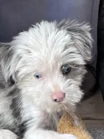  Cho cho Tea Cup Parti, a female Yorkshire Terrier for sale in Marana, AZ – 7 of 9