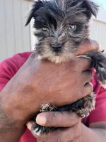 Handsome -parti-teacup   , a male Yorkshire Terrier for sale in Marana, AZ – 2 of 8