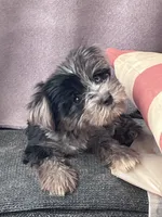 Handsome -parti-teacup   , a male Yorkshire Terrier for sale in Marana, AZ – 8 of 8