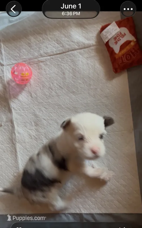 Girl2 – Yorkshire Terrier puppy for sale in Marana, AZ
