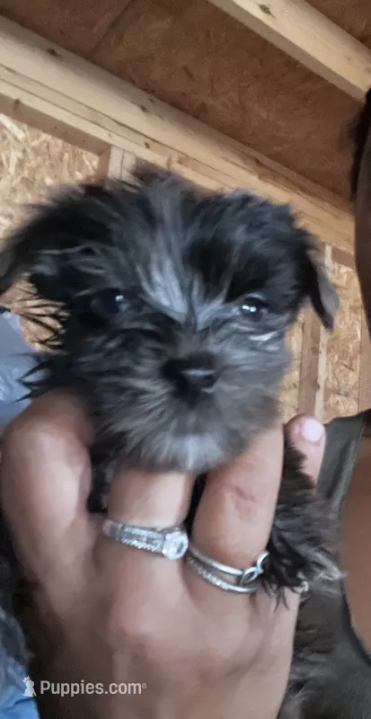 Boy 1 – Yorkshire Terrier puppy for sale in Marana, AZ