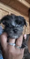 Boy 1, a male Yorkshire Terrier for sale in Marana, AZ – 3 of 3