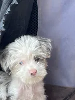  Cho cho Tea Cup Parti, a female Yorkshire Terrier for sale in Marana, AZ – 6 of 9