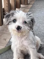 Pretty girl parti , a female Yorkshire Terrier for sale in Marana, AZ – 9 of 10