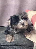 Handsome -parti-teacup   , a male Yorkshire Terrier for sale in Marana, AZ – 7 of 8