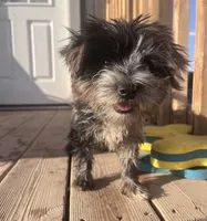 Handsome -parti-teacup   , a male Yorkshire Terrier for sale in Marana, AZ – 10 of 10