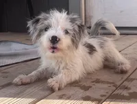 Pretty girl parti , a female Yorkshire Terrier for sale in Marana, AZ – 10 of 10
