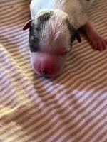 Girl 1, a female Yorkshire Terrier for sale in Marana, AZ – 2 of 5