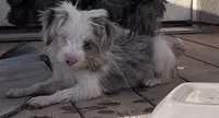  Cho cho Tea Cup Parti, a female Yorkshire Terrier for sale in Marana, AZ – 8 of 9