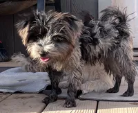Handsome -parti-teacup   , a male Yorkshire Terrier for sale in Marana, AZ – 9 of 10