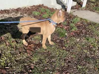 Freya, a female Cane Corso for sale in Grand Rapids, MI – Photo 3 of 3