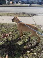 Freya, a female Cane Corso for sale in Grand Rapids, MI – Photo 2 of 3