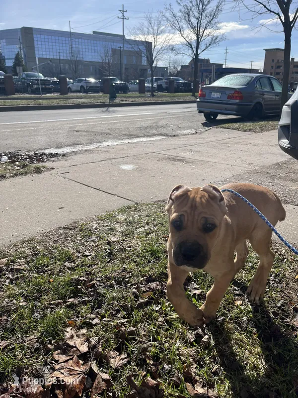 Freya – Cane Corso puppy for sale in Grand Rapids, MI