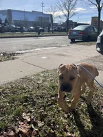 Freya, a female Cane Corso for sale in Grand Rapids, MI – Photo 1 of 3