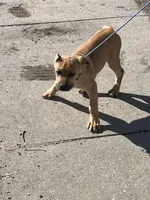 Fiona, a female Cane Corso for sale in Grand Rapids, MI – Photo 2 of 4