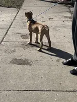 Fiona, a female Cane Corso for sale in Grand Rapids, MI – Photo 3 of 4