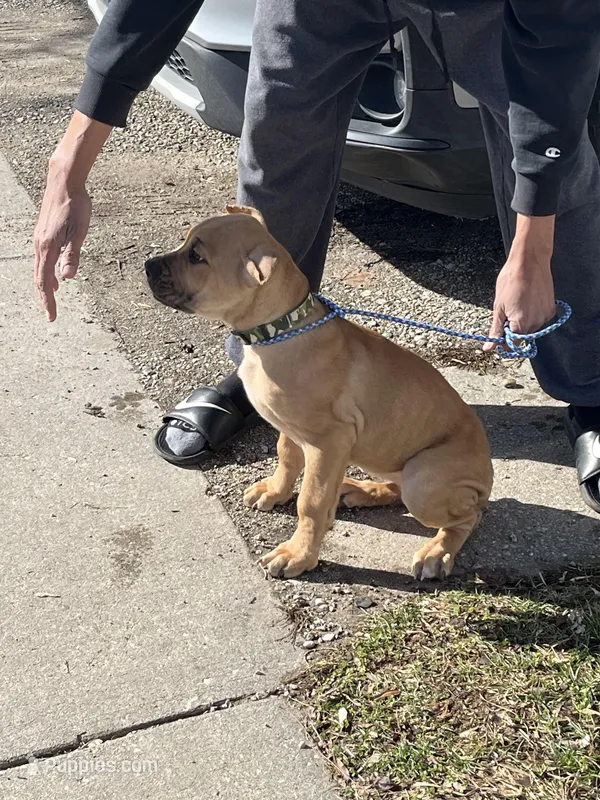 Fiona – Cane Corso puppy for sale in Grand Rapids, MI