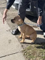 Fiona, a female Cane Corso for sale in Grand Rapids, MI – Photo 1 of 4