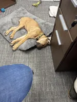 Fiona, a female Cane Corso for sale in Grand Rapids, MI – Photo 4 of 4