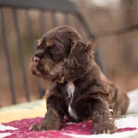Thelma, a female Cocker Spaniel for sale in Pomona, MO – Photo 2 of 3