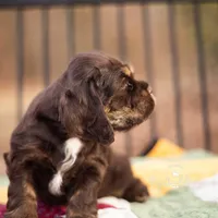 Thelma, a female Cocker Spaniel for sale in Pomona, MO – Photo 3 of 3