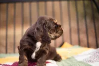 Thelma, a female Cocker Spaniel for sale in Pomona, MO – Photo 3 of 3