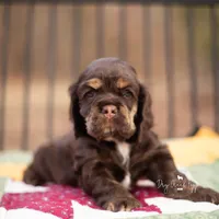 Thelma, a female Cocker Spaniel for sale in Pomona, MO – Photo 1 of 3