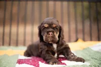 Thelma, a female Cocker Spaniel for sale in Pomona, MO – Photo 1 of 3