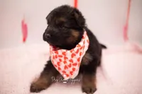 Belle, a female German Shepherd Dog for sale in Pomona, MO – Photo 3 of 3