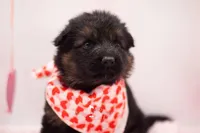 Belle, a female German Shepherd Dog for sale in Pomona, MO – Photo 1 of 3