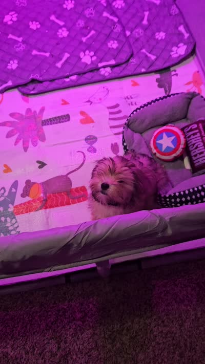 Miley, a female Shorkie for sale in Reynoldsburg, OH – 3 of 3