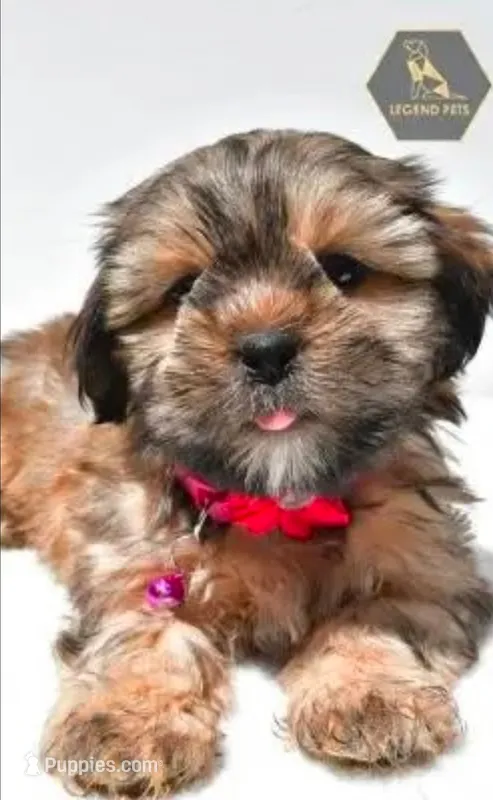 Miley – Shorkie puppy for sale in Reynoldsburg, OH