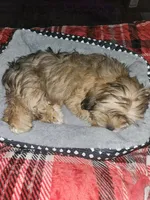 Miley, a female Shorkie for sale in Reynoldsburg, OH – 2 of 3